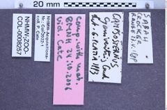 Etikette zu Campsosternus cyaniventris (Candèze, 1896) (NHMW-ZOO-COL-0008257)